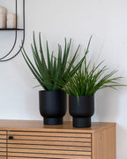 Gräsväxt – Konstväxt