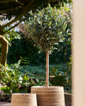 Olivträd – Konstträd 120cm