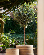 Olivträd – Konstträd 120cm