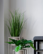 Poa Gräs – Konstväxt