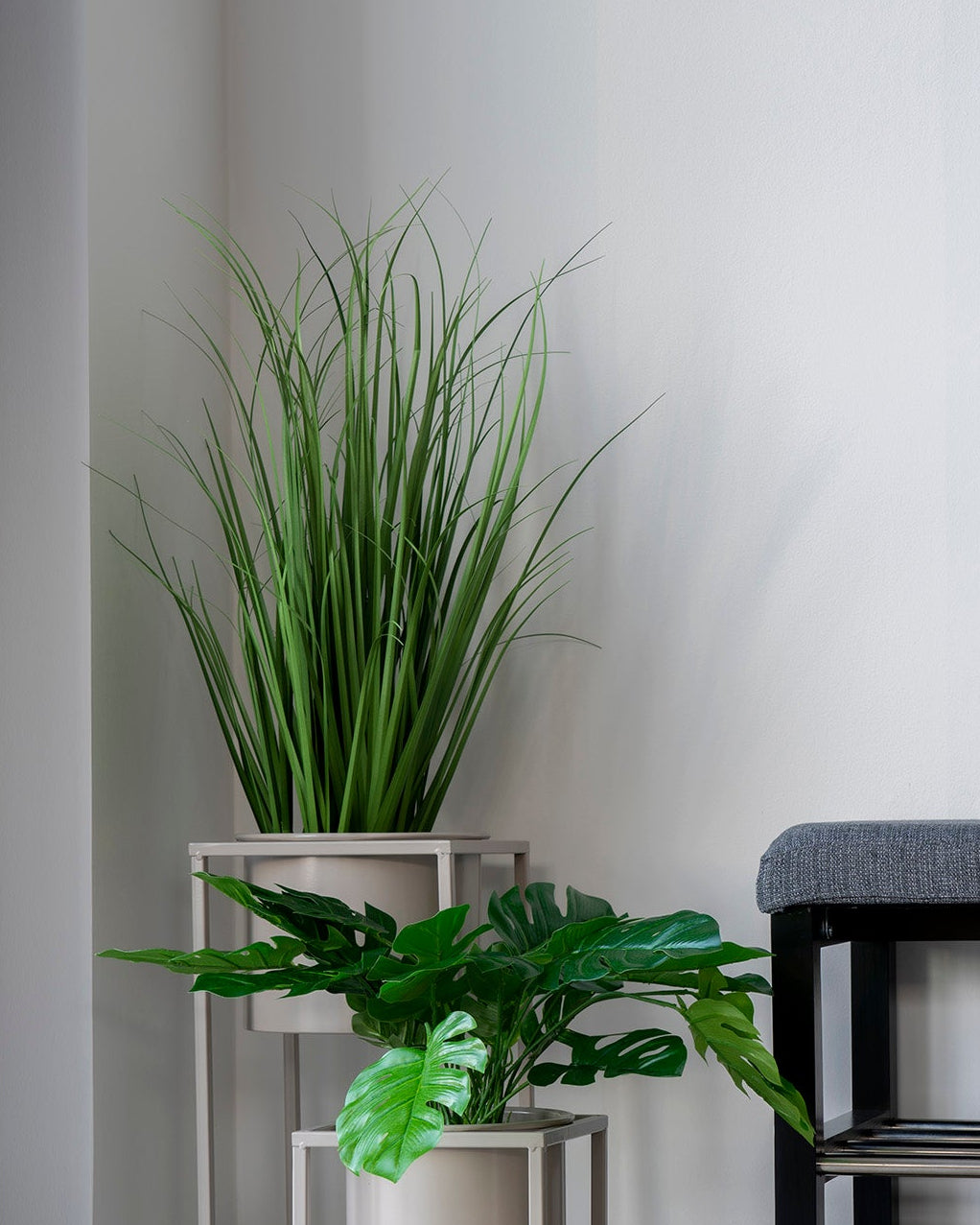 Poa Gräs – Konstväxt