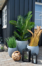 Poa Gräs – Konstväxt