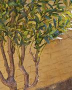 Olivträd – 220cm x 110cm
