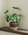 Monstera – Grön