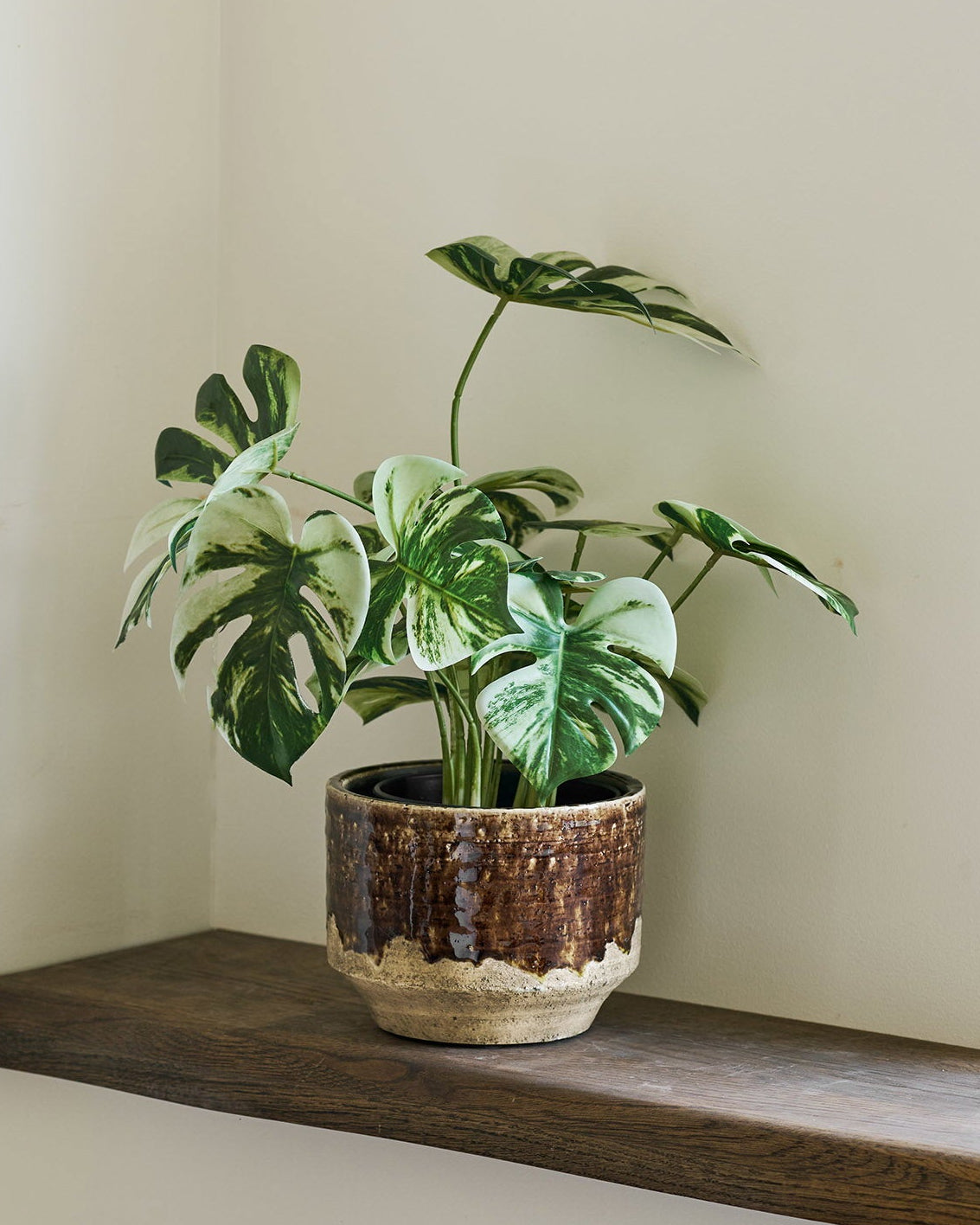 Monstera – Grön