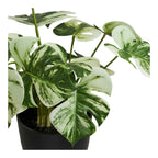 Monstera – Grön