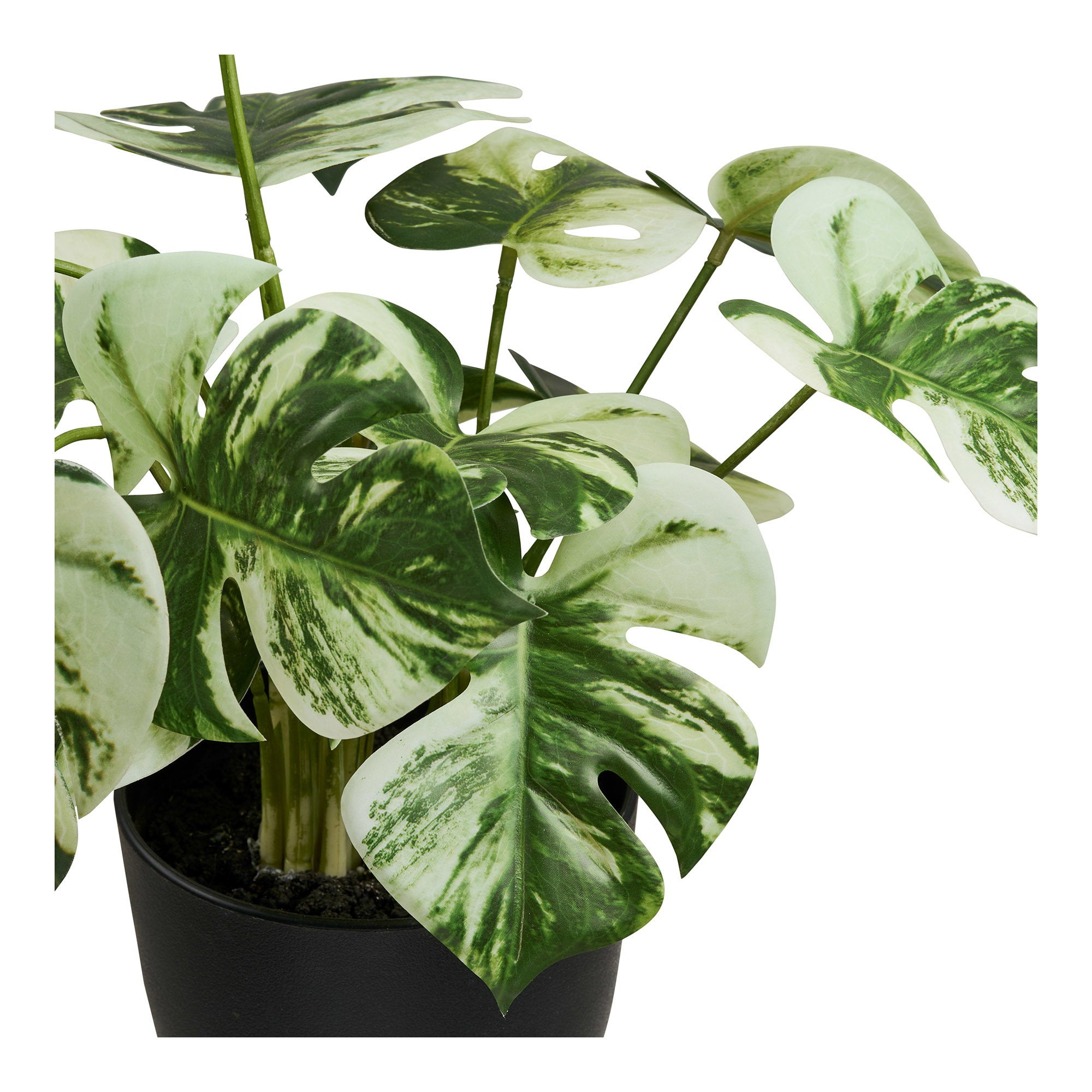 Monstera – Grön