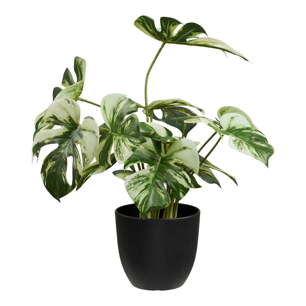 Monstera – Grön