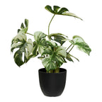 Monstera – Grön